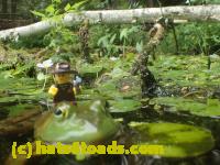 /home//u458753944/public_html/sourcegallery//Frogs/More bullfrogs/P7251207.JPG